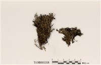 藏品(條袋梅衣)的圖片